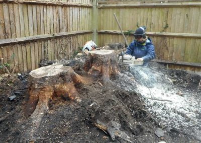 Tree and Stump Removal, Beckenham, 1