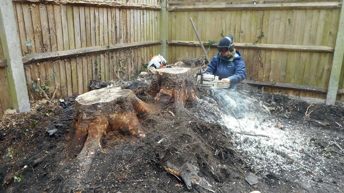 Professional Beckenham Tree Surgeons Darwin Tree Services