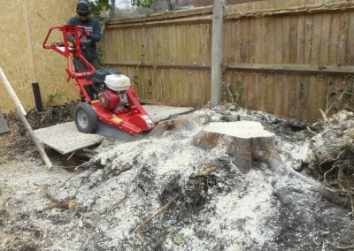 Tree and Stump Removal, Beckenham, 2