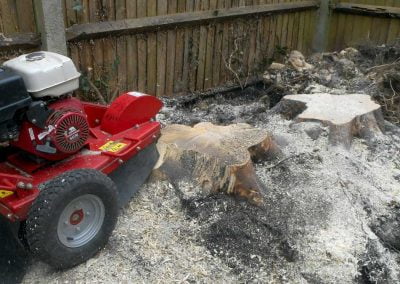 Tree and Stump Removal, Beckenham, 3