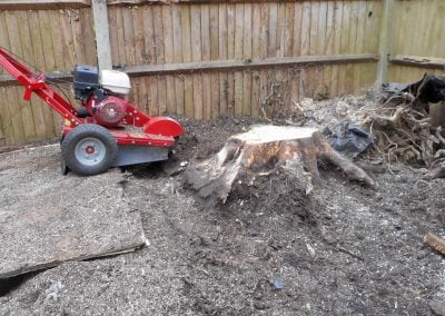 Tree and Stump Removal, Beckenham, 5
