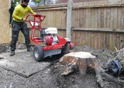 Tree and Stump Removal, Beckenham, 6