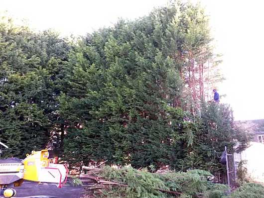 Climbers cutting a large hedge