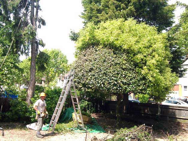 Hedge cutting using a ladder