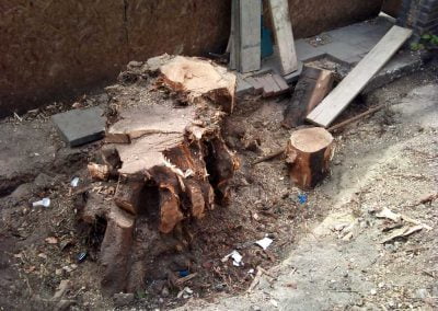 Darwin Tree Services removing a large tree stump in Brixton, South London