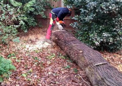 Darwin Tree Services planking an oak tree in Bromley, 1