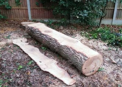 Darwin Tree Services planking an oak tree in Bromley, 3