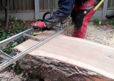 Darwin Tree Services planking an oak tree in Bromley, 5