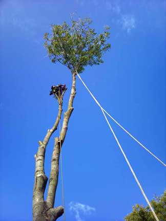 Tree Surgery in Petts Wood