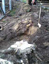 Tree Stump Removal, before