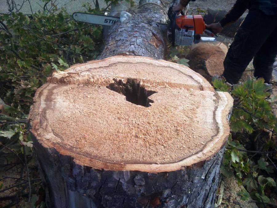 A diseased sycamore felled by Darwin Tree Services