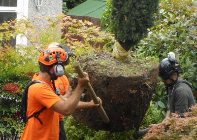 Darwin Tree Services planting pine trees in Elmstead Wood, Chislehurst