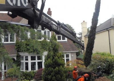 Darwin Tree Services planting pine trees in Elmstead Wood, Chislehurst