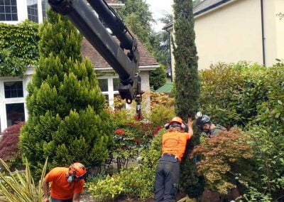 Darwin Tree Services planting pine trees in Elmstead Wood, Chislehurst