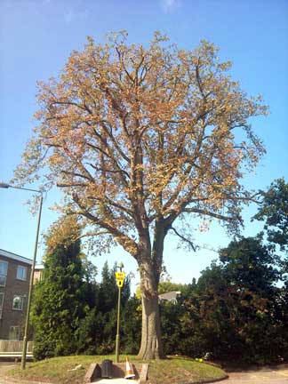 Horse Chestnut Tree Reduction in Bromley