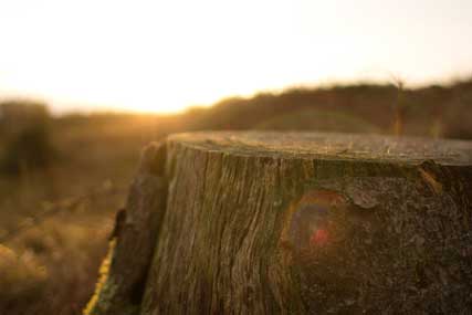 Tree stump