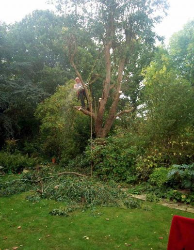 Eucalyptus removal, 1