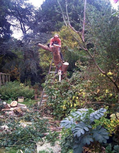 Eucalyptus removal, 2