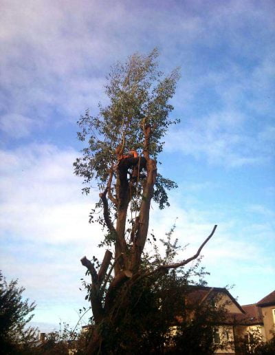 Eucalyptus removal, 3