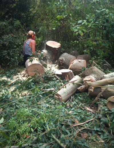 Eucalyptus removal, 5