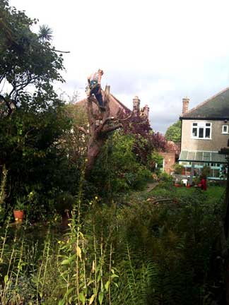 Tree Surgery in Beckenham