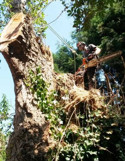Tree Surgery in Norwood, 1