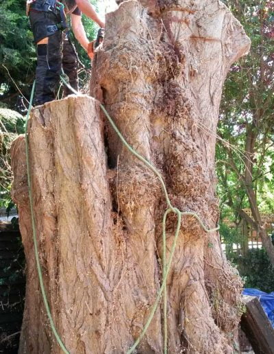 Tree Surgery in Norwood, 2