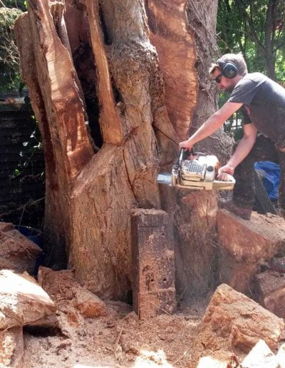 Tree Surgery in Norwood, 3