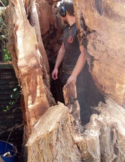 Tree Surgery in Norwood, 4
