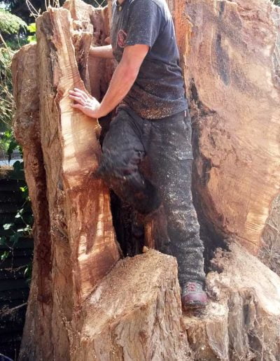 Tree Surgery in Norwood, 5