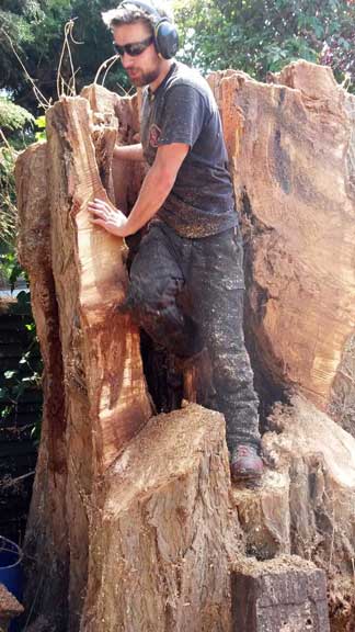 Tree Surgery in Norwood