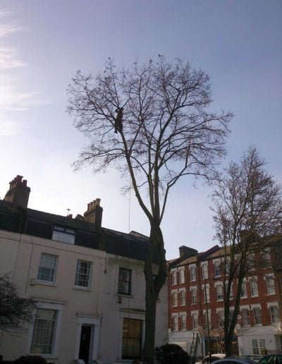 Darwin Tree Services carrying out tree surgery in Peckham