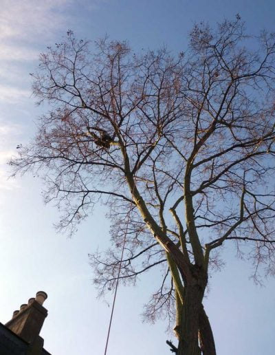 Darwin Tree Services carrying out tree surgery in Peckham