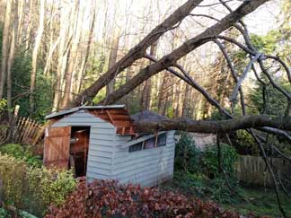 Emergency Tree Surgery, Sevenoaks, Kent