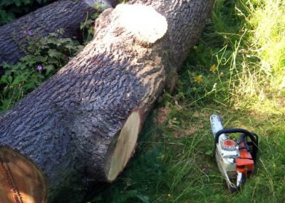 Tree Surgery in Sutton, 1