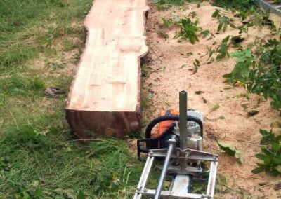 Tree Surgery in Sutton, 2