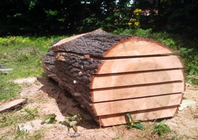 Tree Surgery in Sutton, 3