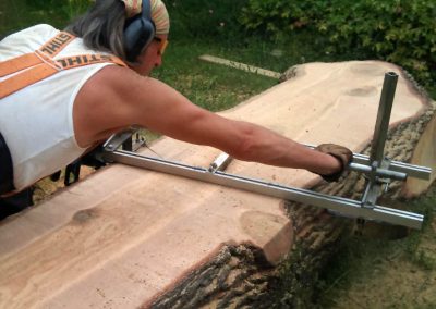 Tree Surgery in Sutton, 5
