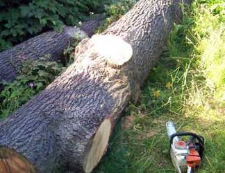 Cedar Tree Removal, Sutton