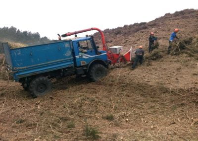 Darwin Tree Services doing forestry work and site clearance in Wareham Forest