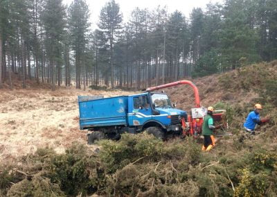 Darwin Tree Services doing forestry work and site clearance in Wareham Forest