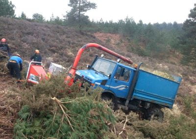 Darwin Tree Services doing forestry work and site clearance in Wareham Forest